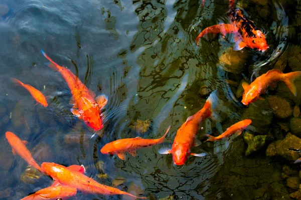 鮮やかな赤鯉が池に泳ぎ、赤・白・オレンジ色の魚が水中を泳ぐ — ストック写真