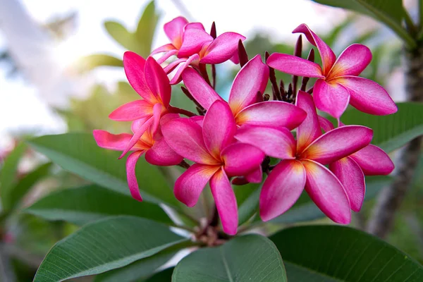 Un sacco di bellissimi fiori colorati che crescono ai tropici. esotico, raro flowe — Foto Stock