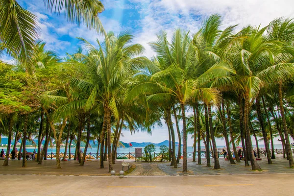 aleya palms, tropikal Adası yakınlarında, birçok güzel yüksek palmiye ağaçları büyümek ve güzel ağaçlar gökyüzüne büyür. Asya 