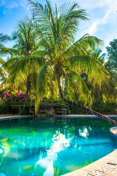 Bela, palmeira alta em frente à piscina, Palma é refletida na bacia hidrográfica — Fotografia de Stock
