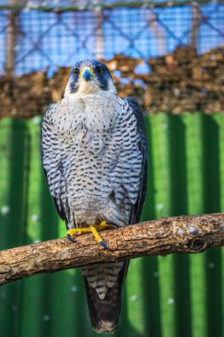 Peregrine Falcon, büyük güzel kartları, güçlü Hawk, vahşi bir yırtıcı kuş.
