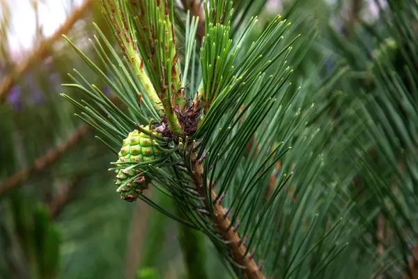 足のクリスマス ツリーが飾られて美しいトウヒ林、明るいカラフルな芽. — ストック写真