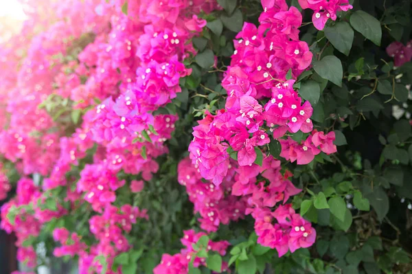 Vackra tropiska blommor, den Bush strizhennom ratut. många ljusa saftiga färger i varma klimat. Tropical — Stockfoto