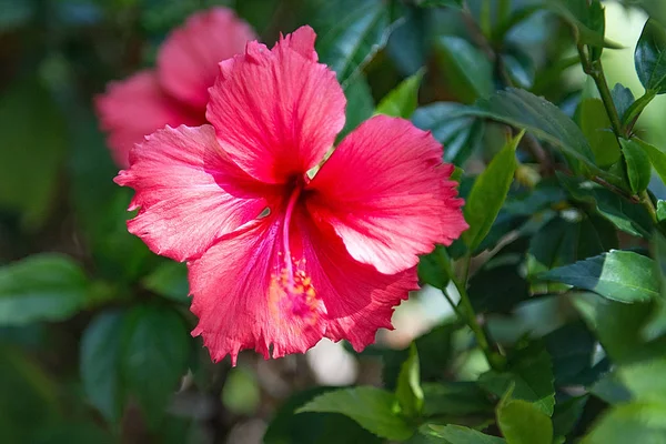 güzel tropik çiçekler, Bush strizhennom ratut. sıcak iklimlerde birçok parlak sulu renkler. tropikal 