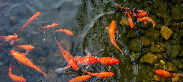 Peixes Koi vermelhos brilhantes nadam em uma lagoa aberta, peixes vermelhos, brancos e laranja em águas abertas — Fotografia de Stock