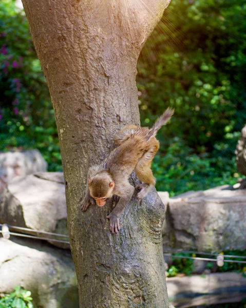 Apen lopen rond in de jungle, eten. kleine en grote toneelstukken en koesteren in de zon. — Stockfoto