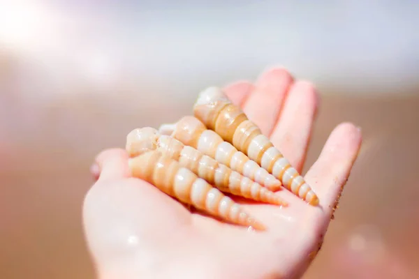 Gyönyörű díszes shell fekszik a kezét, ellen, a hátteret a türkizkék tenger, közelről a partra a tenger gyümölcsei. — Stock Fotó