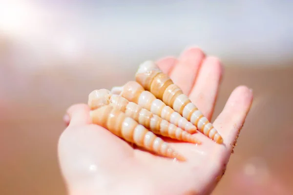 Belle coquille ornée se trouve à portée de main, sur fond de mer turquoise, fruits de mer en gros plan sur le rivage . — Photo