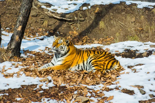 Grande tigre na neve, o belo, selvagem, gato listrado, em bosques abertos, olhando diretamente para nós . — Fotografia de Stock