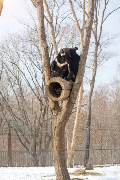 2 クマ カブスのプレイ アライグマと一緒にツリー」に、クマから木材と、アライグマが逃げる. — ストック写真