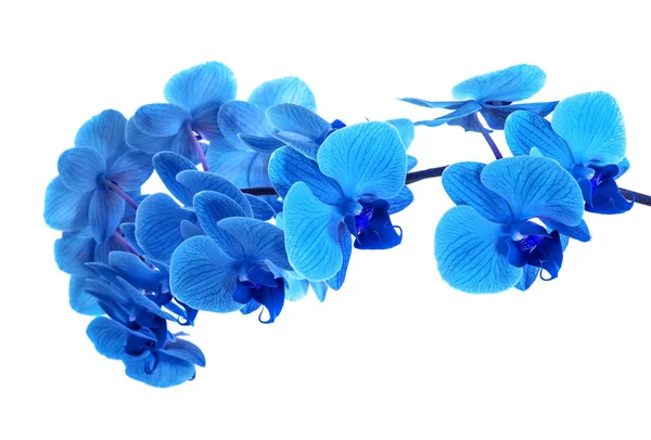 Bela orquídea azul sem fundo, flores azuis brilhantes da orquídea em um fundo branco . — Fotografia de Stock
