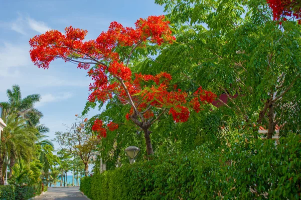 아름 다운 열 대 꽃, 부시 strizhennom ratut입니다. 뜨거운 기후에서 많은 밝은 육즙 색상. 열 대 — 스톡 사진