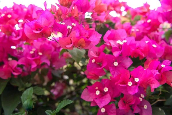 Krásné tropické květiny, Bush strizhennom ratut. mnoho jasné šťavnaté barvy v horkém podnebí. Tropical — Stock fotografie