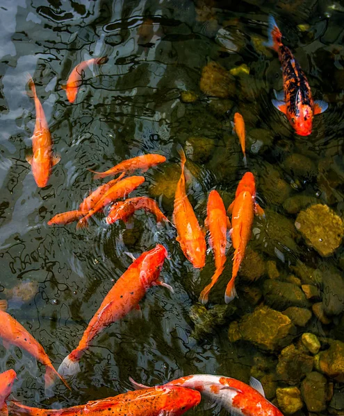 鮮やかな赤鯉が池に泳ぎ、赤・白・オレンジ色の魚が水中を泳ぐ — ストック写真