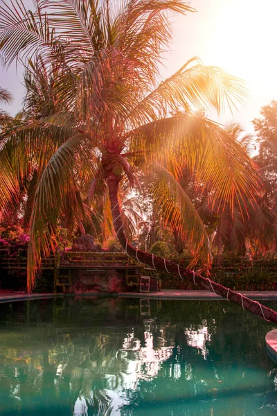 Beautiful, high Palm tree in front of the swimming pool, Palma is reflected in the water basin — Stock Photo, Image