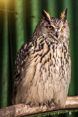 bir dal üzerinde oturan büyük güzel baykuş. fillerinışıldayan gözler.