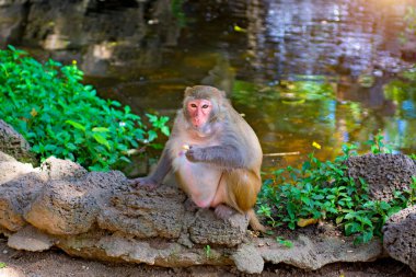 ormanda koşturup, yeme maymunlar. küçük ve büyük çalış ve güneş Monkey Island içinde güneşlenmek