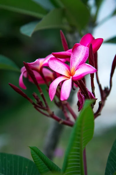 Un sacco di bellissimi fiori colorati che crescono ai tropici. esotico, raro flowe — Foto Stock