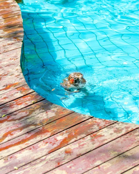 Muchos monos nadan en la piscina, comen juegos y disfrutan del sol, los trópicos . —  Fotos de Stock