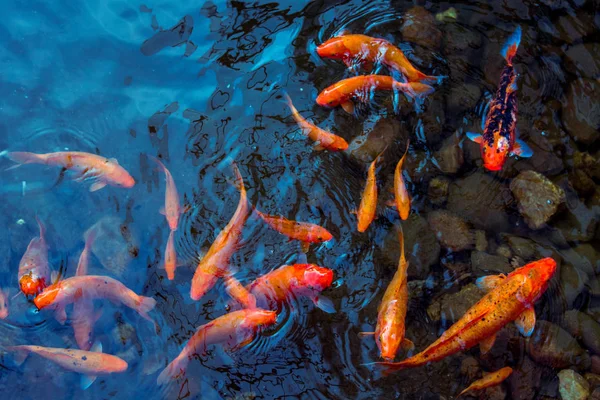 鮮やかな赤鯉が池に泳ぎ、赤・白・オレンジ色の魚が水中を泳ぐ — ストック写真