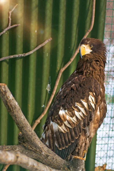 Seeadler, der schöne, große Greifvogel. heller, kräftiger Vogel. — Stockfoto