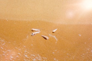 güzel süslü kabuk deniz kıyısında turkuaz dalgaları kıyıda alıştırma yatıyor..