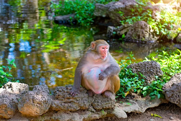 サルのジャングルの中で走り回って、食べて。大小様々 な演劇と太陽の下で日光浴. — ストック写真