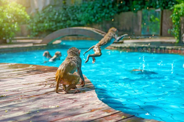 Muchos monos nadan en la piscina, comen juegos y disfrutan del sol, los trópicos . —  Fotos de Stock