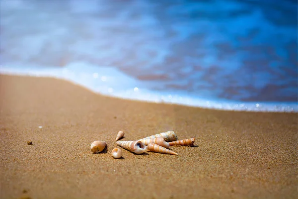 beautiful ornate shell lies on the shore of the sea, turquoise waves lapping on the shore.