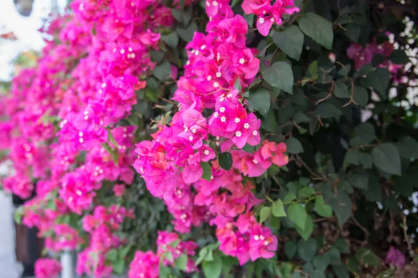 Belas flores tropicais, a ratut de Bush strizhennom. muitas cores suculentas brilhantes em climas quentes. tropical — Fotografia de Stock