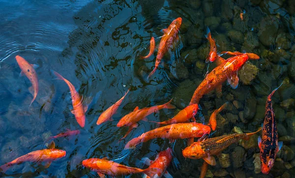 Parlak kırmızı Koi balıkları açık denizde kırmızı, beyaz ve turuncu bir havuzda yüzerler.
