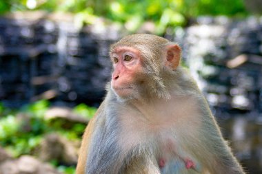 ormanda koşturup, yeme maymunlar. küçük ve büyük çalış ve güneşin altında güneşlenmek.