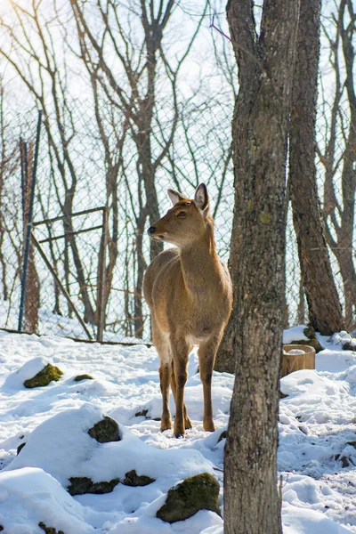 Beau cerf sur terre enneigée, jeune cerf nous regarde . — Photo