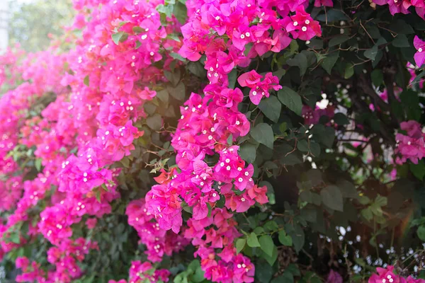 Krásné Tropické Květiny Bush Strizhennom Ratut Mnoho Jasné Šťavnaté Barvy — Stock fotografie
