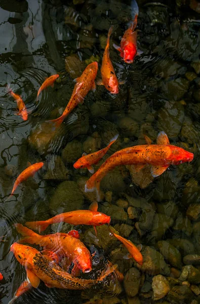 鮮やかな赤鯉が池に泳ぎ、赤・白・オレンジ色の魚が水中を泳ぐ — ストック写真