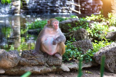 ormanda koşturup, yeme maymunlar. küçük ve büyük çalış ve güneşin altında güneşlenmek.
