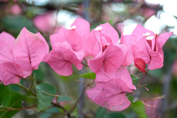 Moc krásné, barevné květy, rostoucí v tropech. exotické, vzácné flowe — Stock fotografie