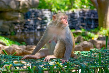 ormanda koşturup, yeme maymunlar. küçük ve büyük çalış ve güneşin altında güneşlenmek.
