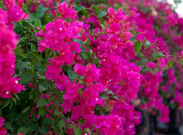 Belas flores tropicais, a ratut de Bush strizhennom. muitas cores suculentas brilhantes em climas quentes. tropical — Fotografia de Stock