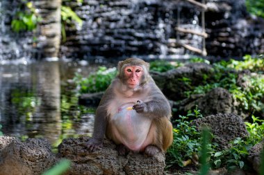 ormanda koşturup, yeme maymunlar. küçük ve büyük çalış ve güneşin altında güneşlenmek.