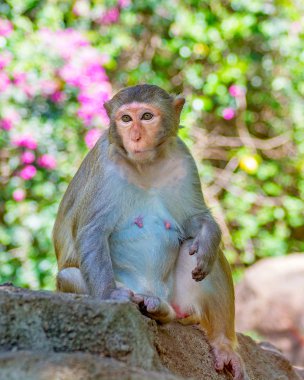 ormanda koşturup, yeme maymunlar. küçük ve büyük çalış ve güneşin altında güneşlenmek.