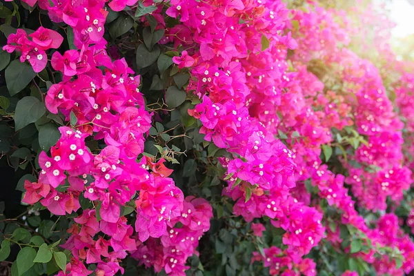 Belas flores tropicais, a ratut de Bush strizhennom. muitas cores suculentas brilhantes em climas quentes. tropical — Fotografia de Stock