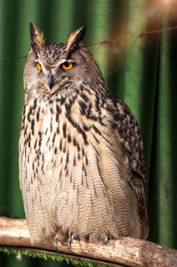 bir dal üzerinde oturan büyük güzel baykuş. fillerinışıldayan gözler.