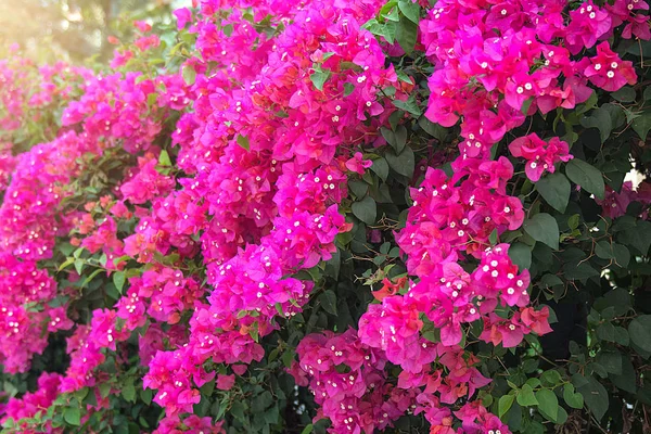 Belas flores tropicais, a ratut de Bush strizhennom. muitas cores suculentas brilhantes em climas quentes. tropical — Fotografia de Stock