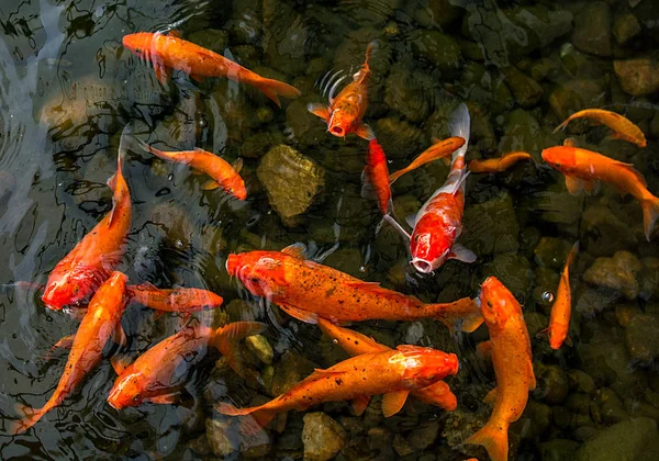 bright red Koi fishes swim in an open pond, red, white and orange fish in open water