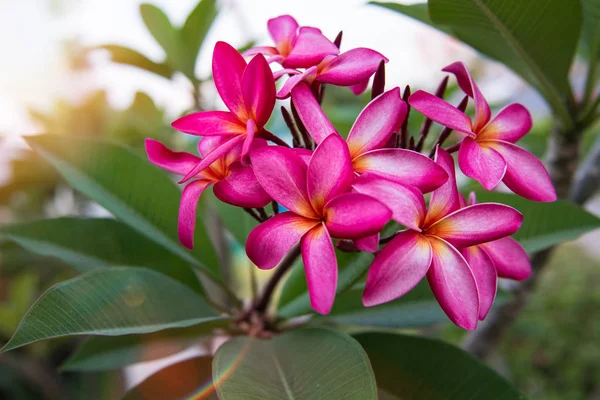 Veel mooie, kleurrijke bloemen groeien in de tropen. exotische, zeldzame flowe — Stockfoto