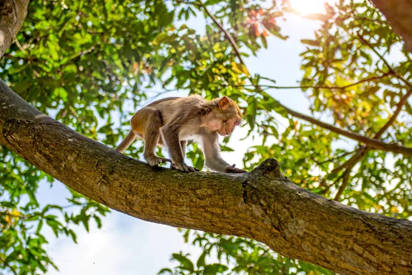 Apor springa runt i djungeln, äta. små och stora pjäser och gassa i solen. — Stockfoto