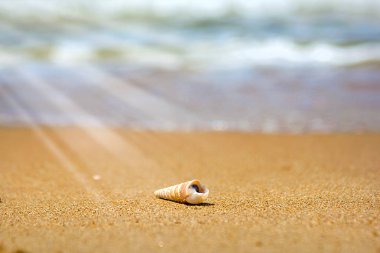 güzel süslü kabuk deniz kıyısında turkuaz dalgaları kıyıda alıştırma yatıyor..