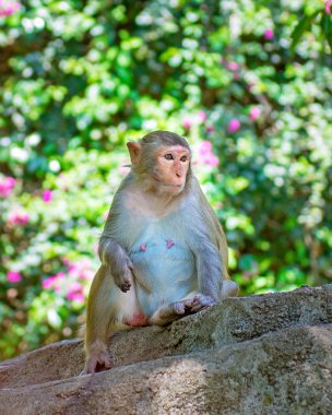 ormanda koşturup, yeme maymunlar. küçük ve büyük çalış ve güneşin altında güneşlenmek.