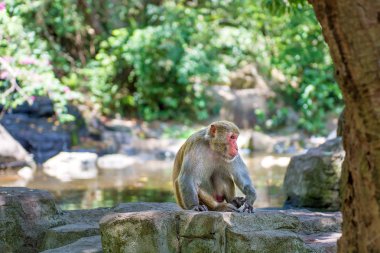 ormanda koşturup, yeme maymunlar. küçük ve büyük çalış ve güneşin altında güneşlenmek.